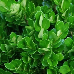 Richard Boxwood (Buxus Harlandii) - 3 Gallon Pot 13 Richard Boxwood (Buxus Harlandii) - 3 Gallon Pot -Green Garden Outdoor Shop buxus harlandii richard dwarf boxwood 2