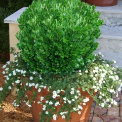 Richard Boxwood (Buxus Harlandii) - 3 Gallon Pot 12 Richard Boxwood (Buxus Harlandii) - 3 Gallon Pot -Green Garden Outdoor Shop buxus harlandii richard dwarf boxwood 4