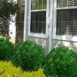 Richard Boxwood (Buxus Harlandii) - 3 Gallon Pot 10 Richard Boxwood (Buxus Harlandii) - 3 Gallon Pot -Green Garden Outdoor Shop buxus harlandii richard dwarf boxwood 5