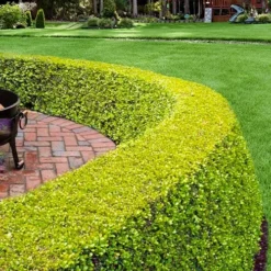 Golden Triumph Variegated Dwarf Boxwood - 1 Gallon Pot -Green Garden Outdoor Shop buxus microphylla golden triumph boxwood hedge 2 2