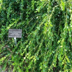 Unraveled Weeping Boxwood - 3 Gallon Pot -Green Garden Outdoor Shop buxus microphylla japonica unraveled boxwood 4