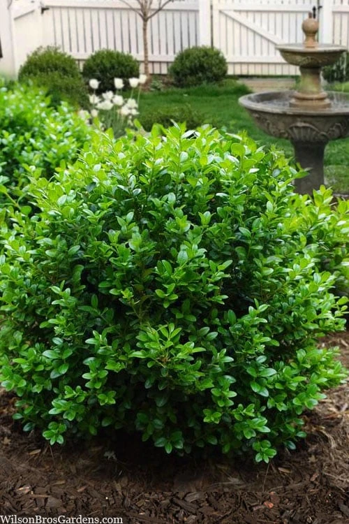 Little Missy Dwarf Boxwood - 3 Gallon Pot 1 Little Missy Dwarf Boxwood - 3 Gallon Pot