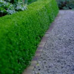 Little Missy Dwarf Boxwood - 2.5 Gallon Pot -Green Garden Outdoor Shop buxus microphylla little missy dwarf boxwood 3 5