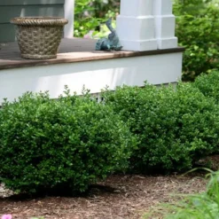 Little Missy Dwarf Boxwood - 1 Gallon Pot -Green Garden Outdoor Shop buxus microphylla little missy dwarf boxwood 5 1