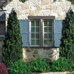 Arctic Emerald Columnar Boxwood - 1 Gallon Pot -Green Garden Outdoor Shop buxus sempervirens arctic emerald boxwood 103 1