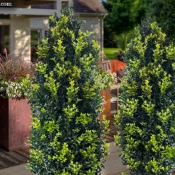 Arctic Emerald Columnar Boxwood - 1 Gallon Pot -Green Garden Outdoor Shop buxus sempervirens arctic emerald boxwood 105 1