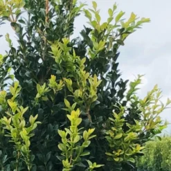 Arctic Emerald Columnar Boxwood - 1 Gallon Pot -Green Garden Outdoor Shop buxus sempervirens arctic emerald boxwood 12 1