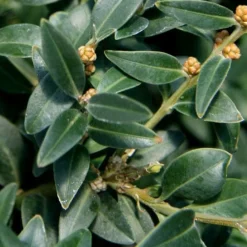 Arctic Emerald Columnar Boxwood - 1 Gallon Pot -Green Garden Outdoor Shop buxus sempervirens arctic emerald boxwood 16 1