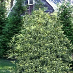 Golden Weeping Boxwood (Buxus Sempervirens 'Aurea Pendula') - 1 Gallon Pot -Green Garden Outdoor Shop buxus sempervirens aurea pendula variegated weeping boxwood 3