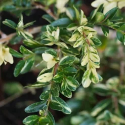 Golden Weeping Boxwood (Buxus Sempervirens 'Aurea Pendula') - 1 Gallon Pot -Green Garden Outdoor Shop buxus sempervirens aurea pendula variegated weeping boxwood 6
