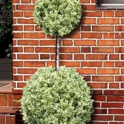 Variegated Boxwood 2-Ball Poodle Tier Topiary - 5 Gallon Pot