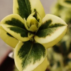 Variegated Boxwood (Buxus Sempervirens 'Aureovariegata') - 2 Gallon Pot - SALE -Green Garden Outdoor Shop buxus sempervirens aureovariegata variegated boxwood 1 3