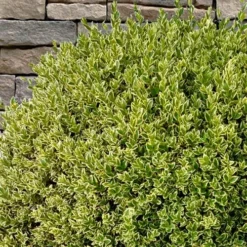 Variegated Boxwood (Buxus Sempervirens 'Aureovariegata') - 2 Gallon Pot -Green Garden Outdoor Shop buxus sempervirens aureovariegata variegated boxwood 10 1
