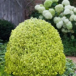 Variegated Boxwood (Buxus Sempervirens 'Aureovariegata') - 2 Gallon Pot