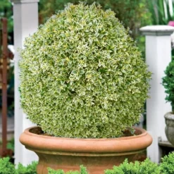 Elegans Variegated Boxwood - Buxus Sempervirens 'Elegantissima' - 2 Gallon Pot -Green Garden Outdoor Shop buxus sempervirens elegantissima variegated boxwood 101 2