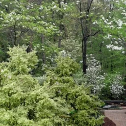 Elegans Variegated Boxwood - Buxus Sempervirens 'Elegantissima' - 1 Gallon Pot -Green Garden Outdoor Shop buxus sempervirens elegantissima variegated boxwood 102