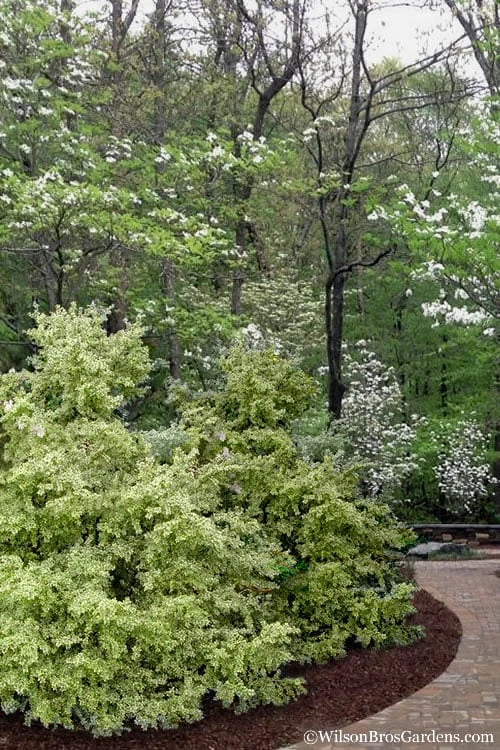 Elegans Variegated Boxwood - Buxus Sempervirens 'Elegantissima' - 6 Pack Of 1 Gallon Pots 6 Elegans Variegated Boxwood - Buxus Sempervirens 'Elegantissima' - 6 Pack Of 1 Gallon Pots - Image 6