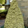 Elegans Variegated Boxwood - Buxus Sempervirens 'Elegantissima' - 2 Gallon Pot