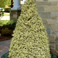 Elegans Variegated Boxwood - Buxus Sempervirens 'Elegantissima' - 6 Pack Of 1 Gallon Pots
