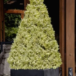 Elegans Variegated Boxwood - Buxus Sempervirens 'Elegantissima' - 3 Gallon Pot 10 Elegans Variegated Boxwood - Buxus Sempervirens 'Elegantissima' - 3 Gallon Pot -Green Garden Outdoor Shop buxus sempervirens elegantissima variegated boxwood 105 1