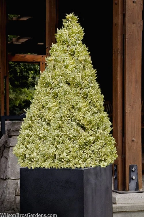 Elegans Variegated Boxwood - Buxus Sempervirens 'Elegantissima' - 3 Gallon Pot 5 Elegans Variegated Boxwood - Buxus Sempervirens 'Elegantissima' - 3 Gallon Pot - Image 5