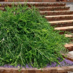 Unraveled Weeping Boxwood - 3 Gallon Pot -Green Garden Outdoor Shop buxus sempervirens unraveled weeping boxwood 15