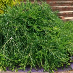 Unraveled Weeping Boxwood - 3 Gallon Pot