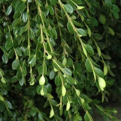 Unraveled Weeping Boxwood - 3 Gallon Pot -Green Garden Outdoor Shop buxus sempervirens unraveled weeping boxwood 5