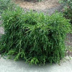 Unraveled Weeping Boxwood - 3 Gallon Pot -Green Garden Outdoor Shop buxus sempervirens unraveled weeping boxwood 7