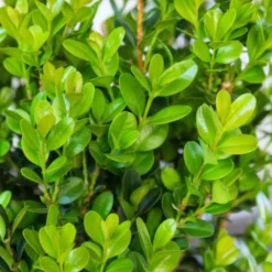 Winterstar Boxwood - 1 Gallon Pot -Green Garden Outdoor Shop buxus winterstar boxwood 1 1
