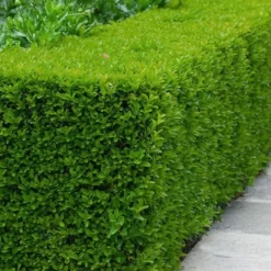 Winterstar Boxwood - 1 Gallon Pot