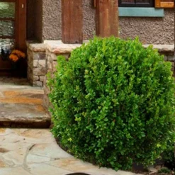 Winterstar Boxwood - 2 Gallon Pot -Green Garden Outdoor Shop buxus winterstar boxwood 4