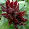 Simply Scentsational Sweetshrub (Calycanthus ) - 1 Gallon Pot
