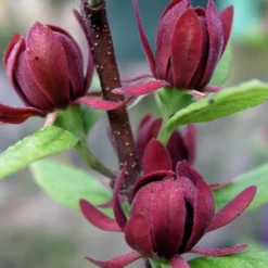 Simply Scentsational Sweetshrub (Calycanthus ) - 1 Gallon Pot -Green Garden Outdoor Shop calycanthus simply scentsational sweet shrub 3