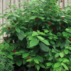 Simply Scentsational Sweetshrub (Calycanthus ) - 1 Gallon Pot -Green Garden Outdoor Shop calycanthus simply scentsational sweet shrub 4