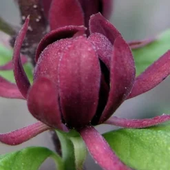 Simply Scentsational Sweetshrub (Calycanthus ) - 1 Gallon Pot -Green Garden Outdoor Shop calycanthus simply scentsational sweet shrub 7