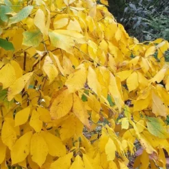 Simply Scentsational Sweetshrub (Calycanthus ) - 1 Gallon Pot -Green Garden Outdoor Shop calycanthus simply scentsational sweet shrub 8