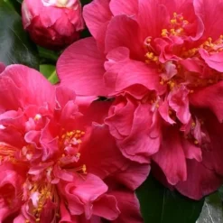 Scentsation Fragrant Camellia Japonica - 3 Gallon Pot -Green Garden Outdoor Shop camellia scentsation 3