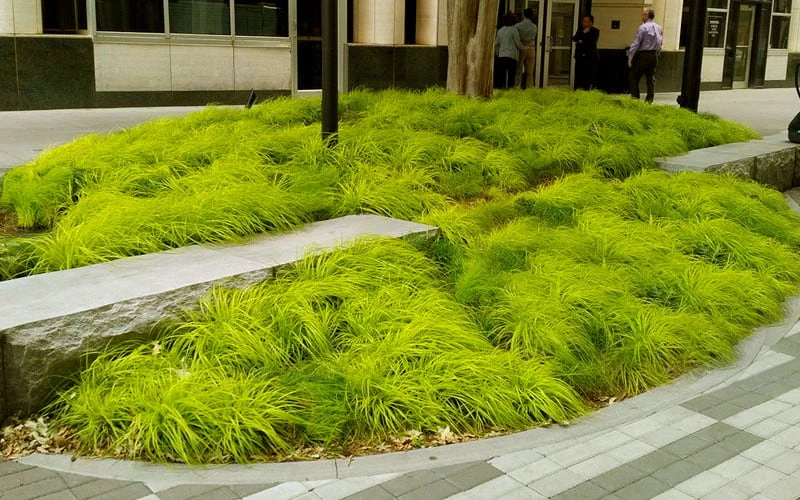 Evercolor 'Everillo' Carex - 5 Pack Of Quart Pots 4 Evercolor 'Everillo' Carex - 5 Pack Of Quart Pots - Image 4