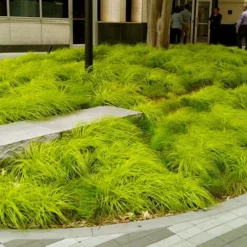 Evercolor Everillo Carex - 1 Gallon Pot 11 Evercolor Everillo Carex - 1 Gallon Pot -Green Garden Outdoor Shop carex everillo 20