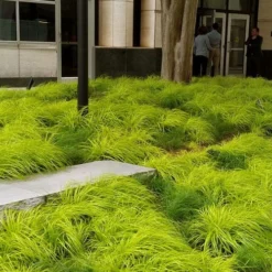 Evercolor Everillo Carex - 1 Gallon Pot 13 Evercolor Everillo Carex - 1 Gallon Pot -Green Garden Outdoor Shop carex everillo 21