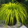 Evercolor Everillo Carex - 1 Gallon Pot