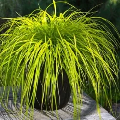 Evercolor 'Everillo' Carex - 5 Pack Of Quart Pots