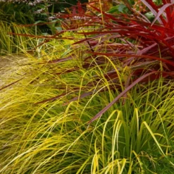 Evercolor 'Everillo' Carex - 5 Pack Of Quart Pots 19 Evercolor 'Everillo' Carex - 5 Pack Of Quart Pots -Green Garden Outdoor Shop carex everillo 23 1