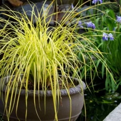 Evercolor 'Everillo' Carex - 5 Pack Of Quart Pots 14 Evercolor 'Everillo' Carex - 5 Pack Of Quart Pots -Green Garden Outdoor Shop carex everillo 24 1
