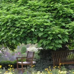 Southern Catalpa Tree - 3 Gallon Pot -Green Garden Outdoor Shop catalpa bignonioides catawba tree 3