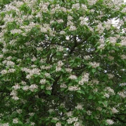 Southern Catalpa Tree - 3 Gallon Pot -Green Garden Outdoor Shop catalpa bignonioides catawba tree 4