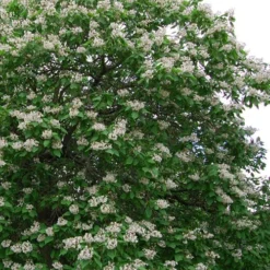 Southern Catalpa Tree - 3 Gallon Pot -Green Garden Outdoor Shop catalpa bignonioides catawba tree 5