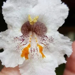 Southern Catalpa Tree - 3 Gallon Pot -Green Garden Outdoor Shop catalpa bignonioides catawba tree 7