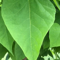 Southern Catalpa Tree - 3 Gallon Pot -Green Garden Outdoor Shop catalpa bignonioides southern catawba tree 8